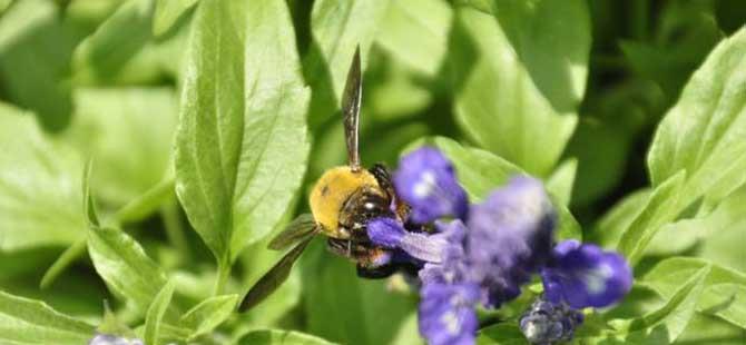 木蜂