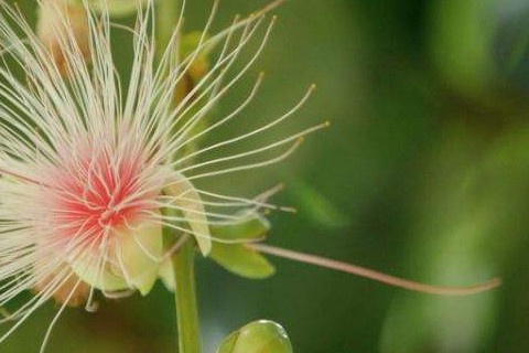 红花玉蕊的花香有害吗?