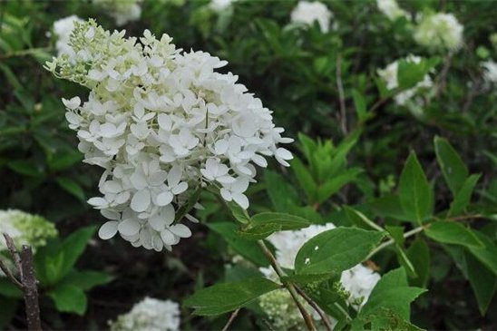 什么花喜阴，虎耳花和秋海棠阴凉处生长更好