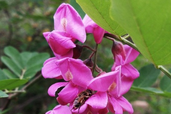 香花槐几年开花