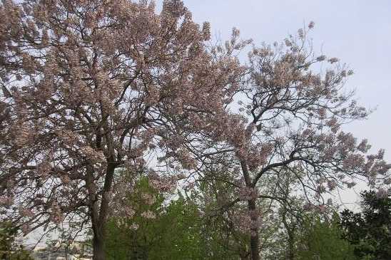 紫花泡桐是梧桐吗