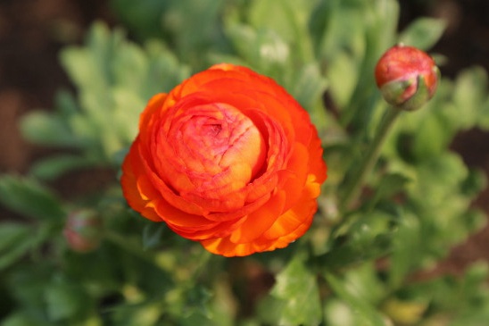 花毛莨怎么栽种