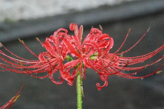 世界上花语最黑暗的花，罂粟花语为死亡之恋