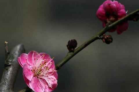 干支花买回来怎么养