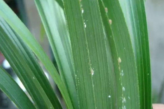 花叶上的小白虫用什么药能治