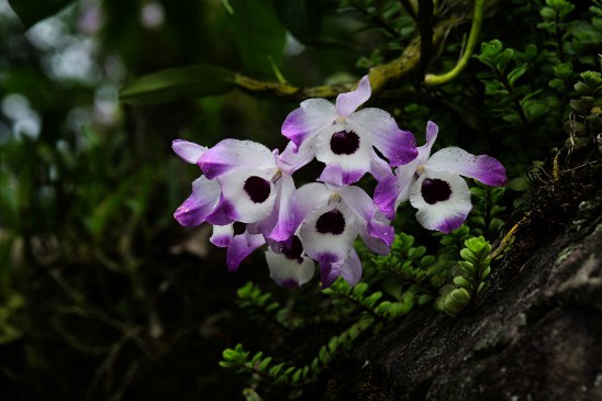 石斛兰一年开几次花