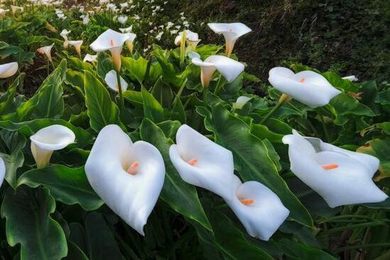 马蹄莲开花后怎么处理，更换土壤少浇水