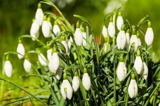 夏雪片莲怎么种植和养护