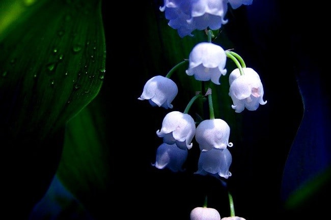 桔梗花是一种常见的花卉植物，其寓意和象征意义在不同文化和地区有所不同。在东亚地区，桔梗花常被视为美德和美好愿望的象征，下面将详细介绍一下桔梗花的寓意与象征意义。