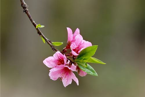 三月是什么花