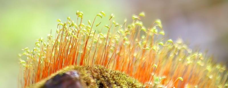 藻类,苔藓,蕨类植物的主要特征