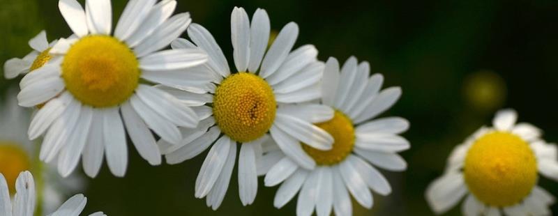 雏菊花语