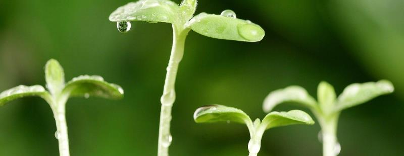 花盆里有潮虫怎么去除