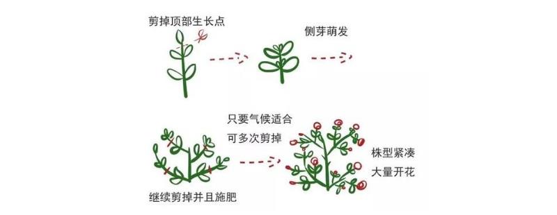 摘心打顶是什么意思