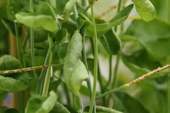 拟南芥为什么是模式植物