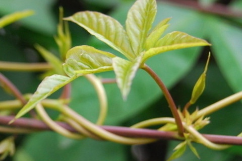 植物生长需要量最多的无机盐是什么(植物生长需要多种无机盐需要量最多是含什么)