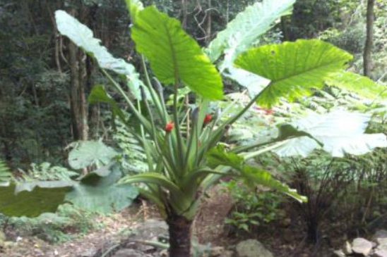 植物生长需要量最多的无机盐是什么