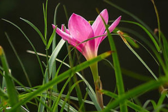 植物生长需要哪些条件