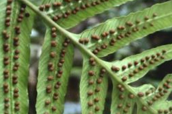 蕨类植物怎么繁殖