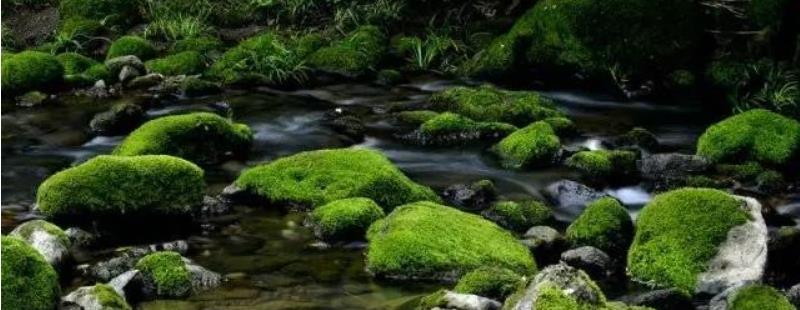 苔藓植物和蕨类植物的相同点和不同点