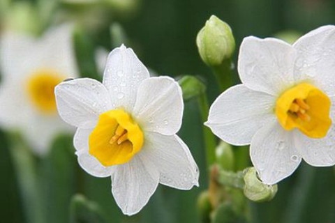 水仙花可以放在卧室吗，水仙花有毒吗