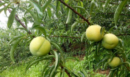 蜂糖李几月份成熟?蜂糖李种植对海拔要求