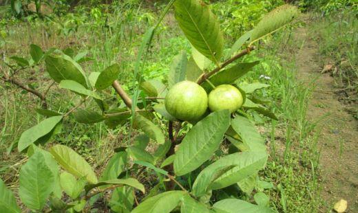 芭乐树北方可以种植么(芭乐果树的种植)