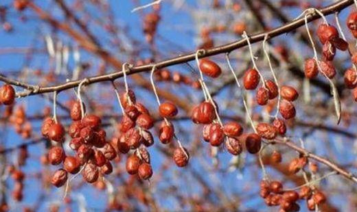 沙枣的介绍，如何种沙枣种子(沙枣花儿香简谱)