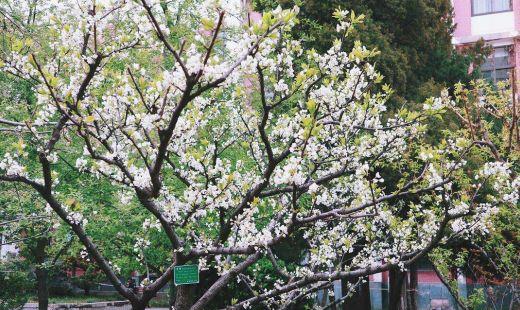 李树大灰象甲为害特点(大灰象虫图片)