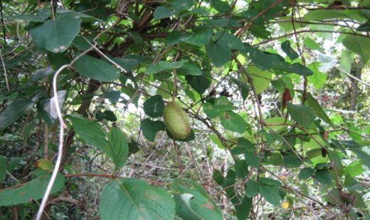 八月炸怎么种植(水果八月炸在北方可以种植吗)