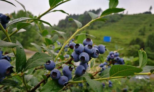 麻江蓝莓产地环境，麻江蓝莓什么时候成熟?