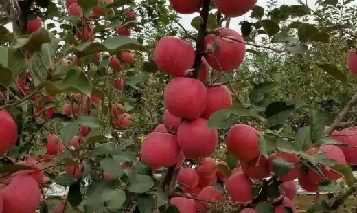 瑞阳苹果和鲁丽苹果品种介绍(鲁丽苹果品种怎样)