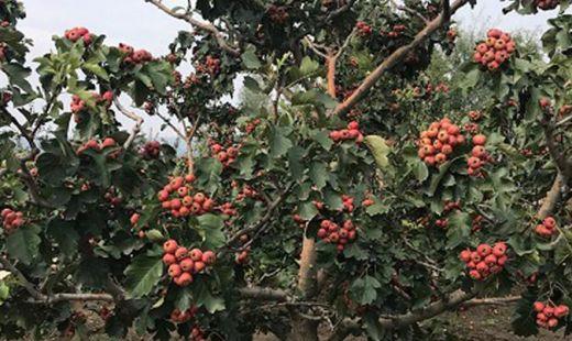 山楂主要产地，中国山楂之乡