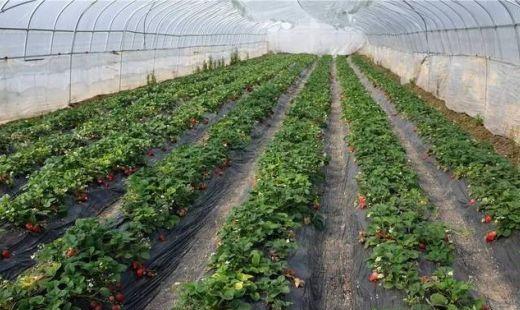 草莓几月份种植(草莓几月份成熟)