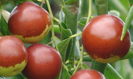 冬枣和雪枣和梨枣的区别，台湾冬枣的营养功效与作用