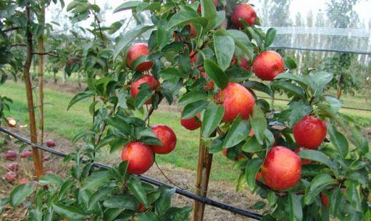 苹果树价格多少钱一棵?苹果树苗的价格