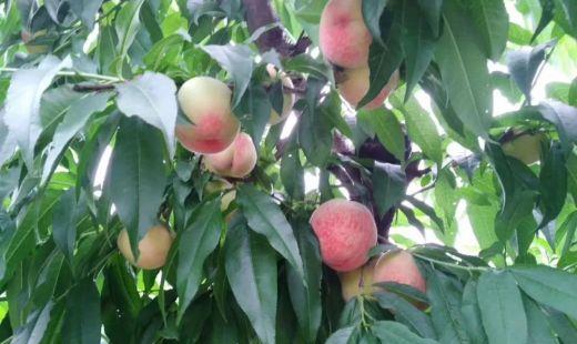 水蜜桃和毛汉尼和毛桃和黄桃都有哪些区别?
