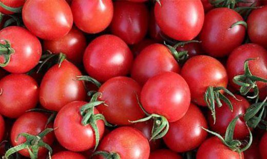樱桃番茄什么时候成熟和如何种植(番茄种植多长时间成熟)