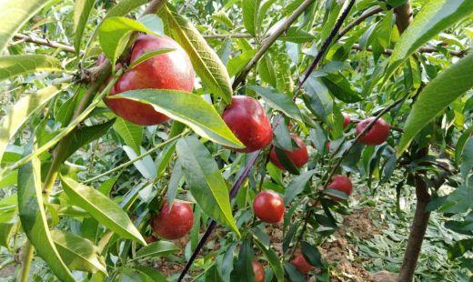 油桃树的种植方法和管理(桃树斜倒种植管理)
