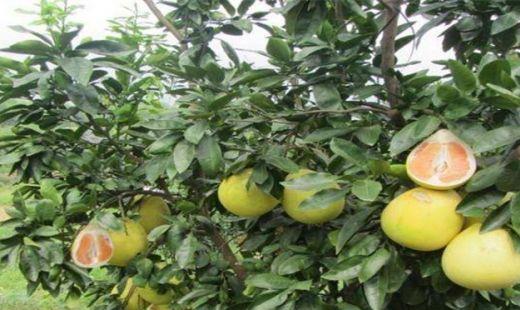 香泡树和柚子树的区别，生长习性及产地分布都有哪些区别?