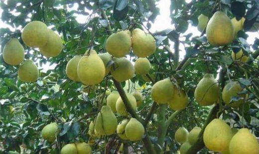 香泡树和柚子树的区别，生长习性及产地分布都有哪些区别?