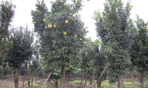 香泡树和柚子树的区别，香泡的作用价值