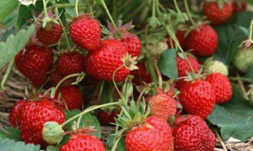 草莓不能和什么一起吃?吃草莓的营养价值和注意事项