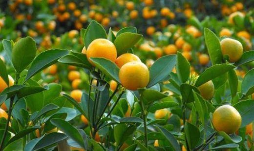 金橘是什么?金桔的热量及如何保存