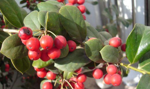 冬红果和海棠果树区别，冬红果的养殖方法和注意事项