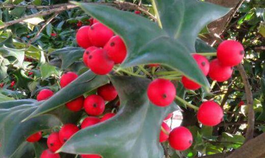 冬红果和海棠果树区别，冬红果的养殖方法和注意事项