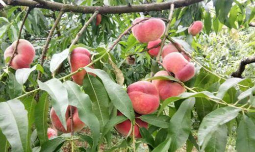 桃树什么时候结果?桃子的营养价值?