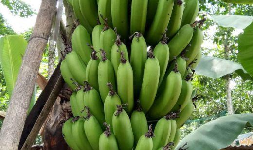 芭蕉和香蕉区别在哪，芭蕉树结的果实是不是香蕉