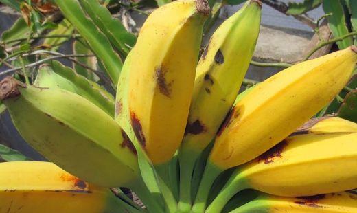 西贡蕉营养价值，西贡蕉的功效与作用