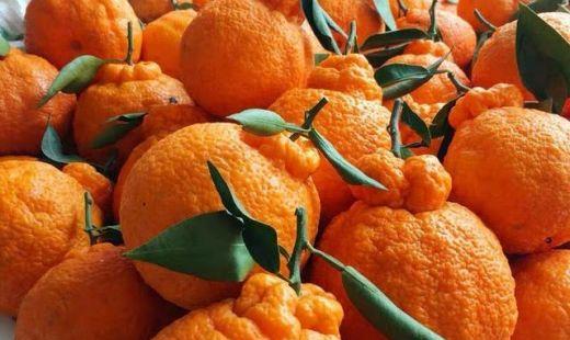 减肥期间可以吃丑橘吗(减肥吃了一个丑橘)